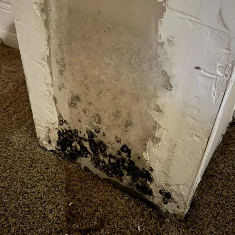 Professional Mold Removal in Choctaw County, OK